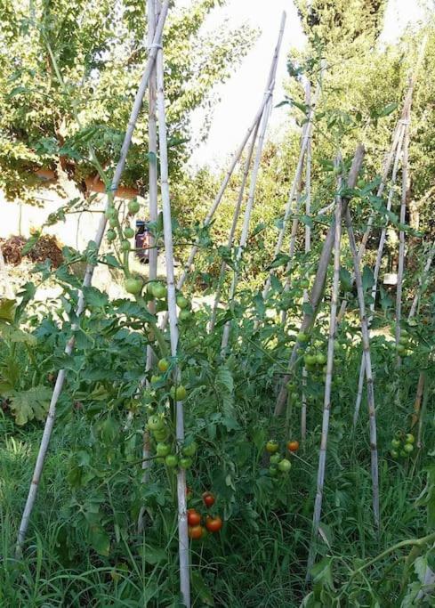 Willa Country House Tra Lago E Mare A Sud Di Roma Campoleone Zewnętrze zdjęcie